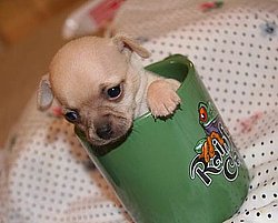 chiwawa teacup