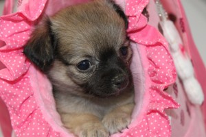 chihuahua