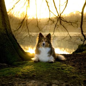 Sheltie