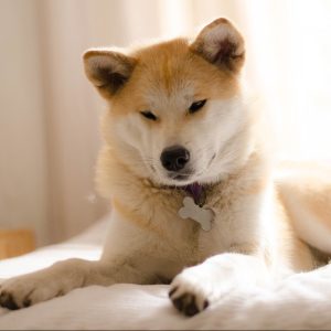 Akita Inu