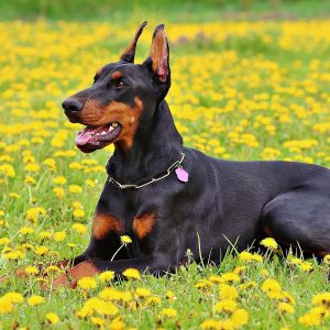 Dobermann