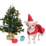 Chihuahua kerst
