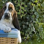 Der Basset Hound