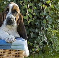 basset