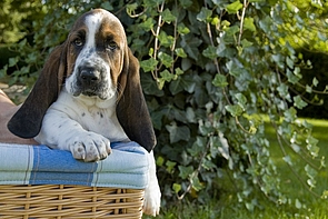 Basset puppies