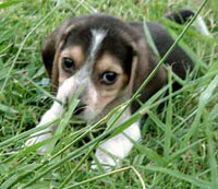 Beagle honden