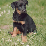 Beauceron