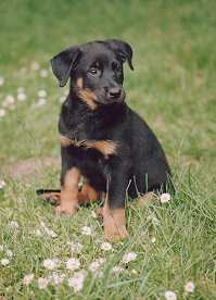 Beauceron honden