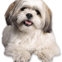 boomer pups te koop
