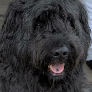 bouvier