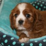 cavalier king charles