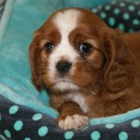 Cavalier King Charles