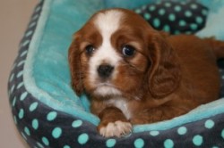 Cavalier King Charles Spaniel