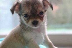 chihuahua - happy doggy boechout