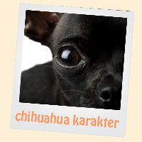 chihuahua karakter