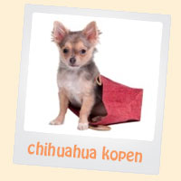 chihuahua kopen