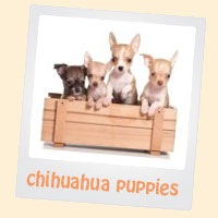 chihuahua puppies