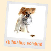 chihuahua voeding