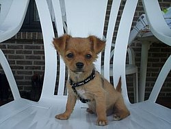 chihuahua