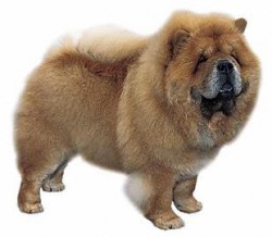 chow chow pup te koop