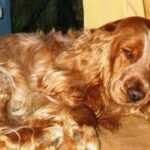 Engelse cocker spaniel