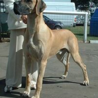 duitse dog