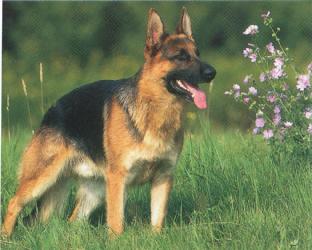 duitse herder