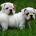 engelse bulldog