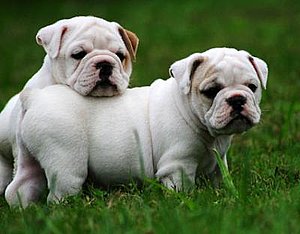 engelse bulldog