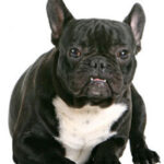 franse bulldog