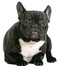 franse bulldog