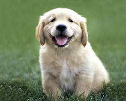 golden retriever