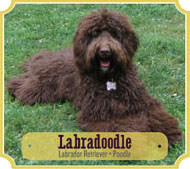 labradoodle pup