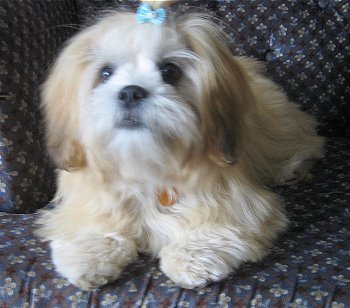 lhasa apso