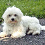 Bichon maltais