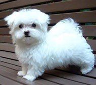 Maltipoo pup