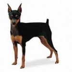 (Zwerg-) Pinscher