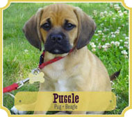 puggle pup