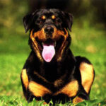 Rottweiler