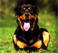 rottweiler