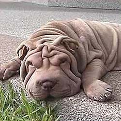 Shar-pei honden