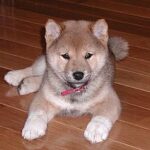 Shiba Inu