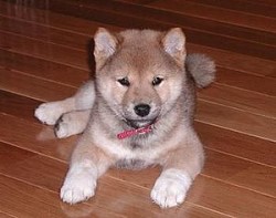 shiba-inu