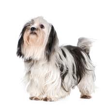 Shih Tzu honden