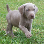 Weimaraner