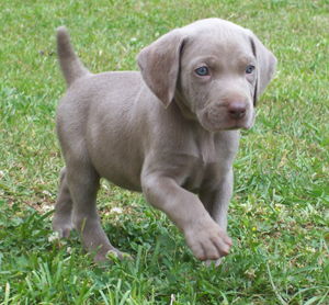 weimaraner hond