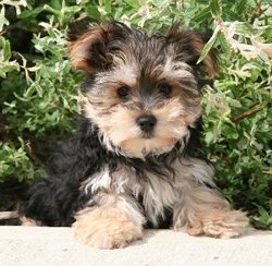 yorkshire terrier